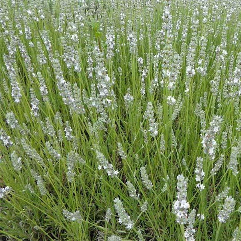 Lavanda angustifolia Silbermöwe (Floración)