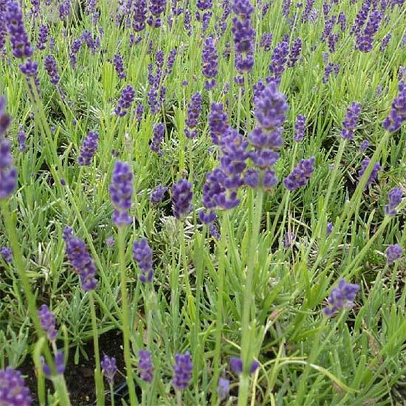 Lavanda angustifolia Twickel Purple (Floración)