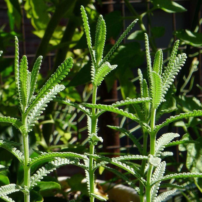 Lavandula dentata - Alhucema rizada (Follaje)