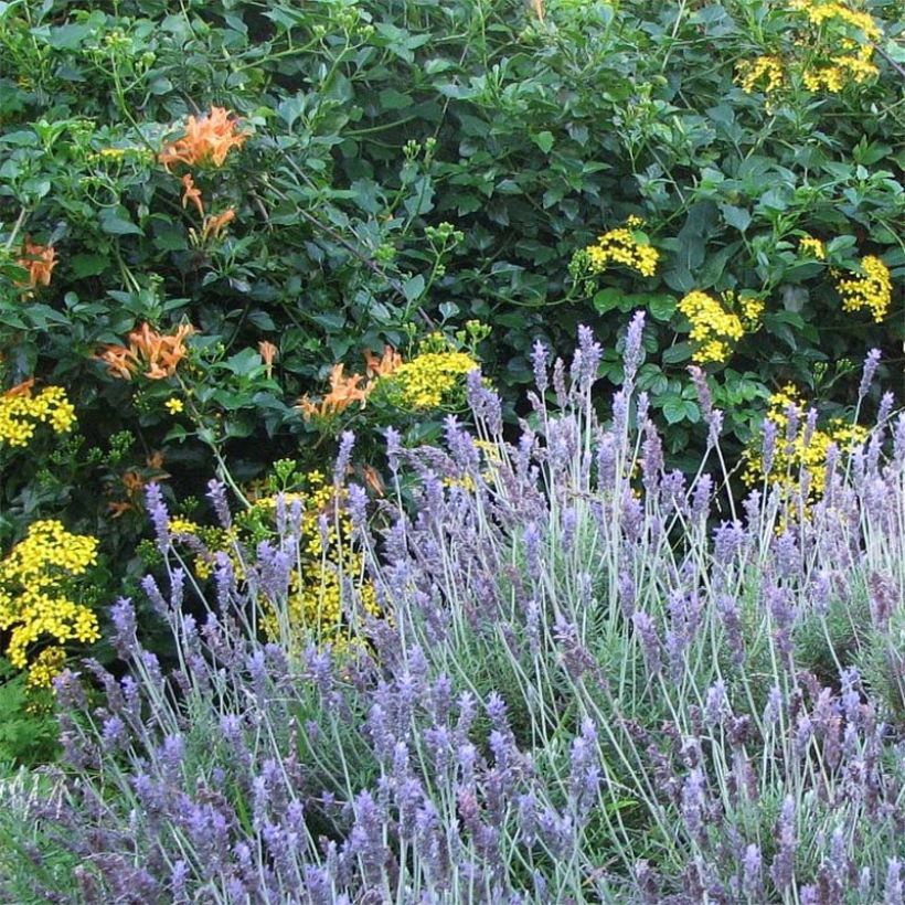 Lavandula dentata - Alhucema rizada (Floración)