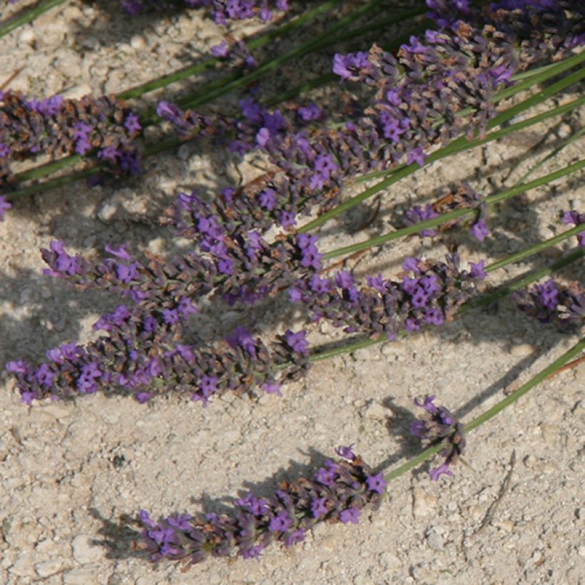 Lavanda intermedia Grosso - Lavandín (Floración)