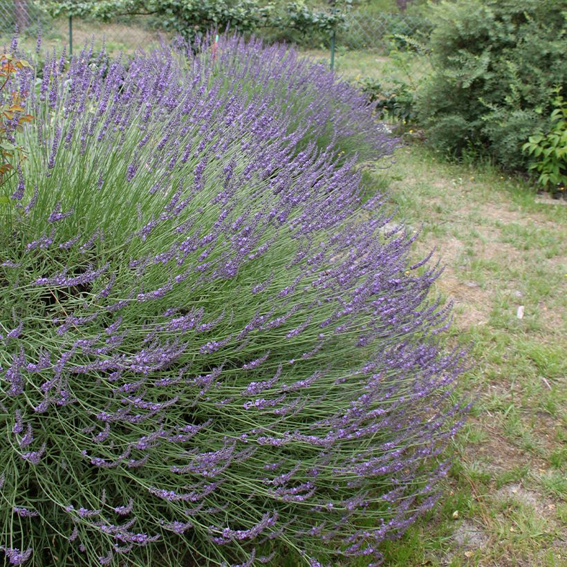 Lavanda intermedia Grosso - Lavandín (Porte)