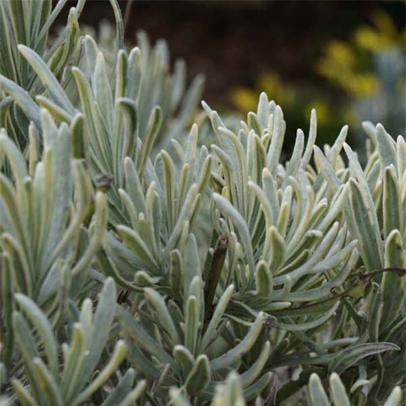 Lavanda intermedia Walburton's Silver Edge - Lavandín (Follaje)