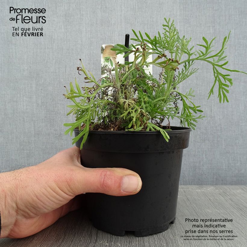 Lavandula pinnata var. Pinnata - Lavande pennée de Canaries Pot de 1,5L/2L Ejemplar entregado en invierno