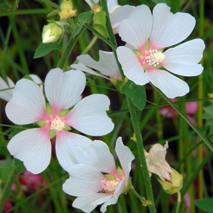 Lavatera Frederique (Floración)