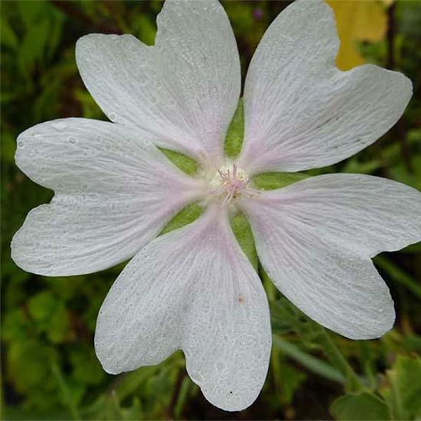 Lavatera White Angel (Floración)