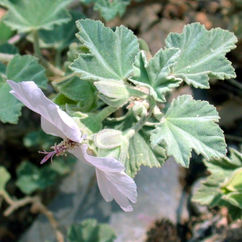 Lavatera maritima - Malva de Mar (Follaje)