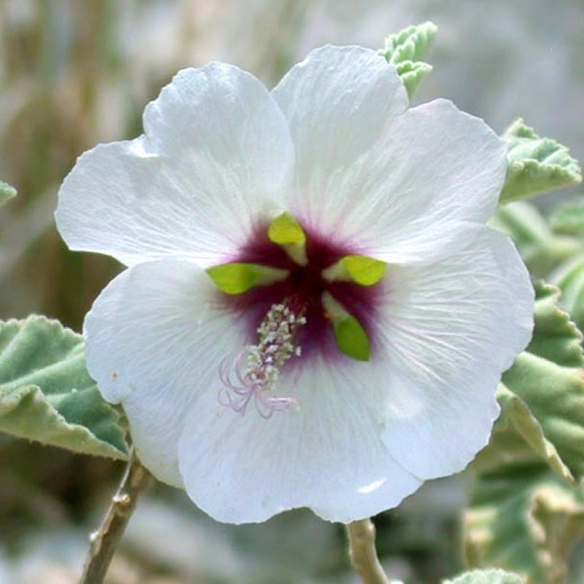 Lavatera maritima - Malva de Mar (Floración)