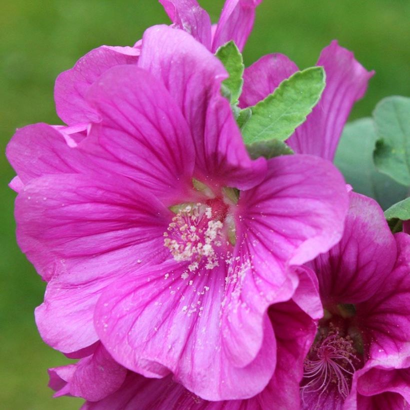 Lavatera thuringiaca Bredon Springs (Floración)