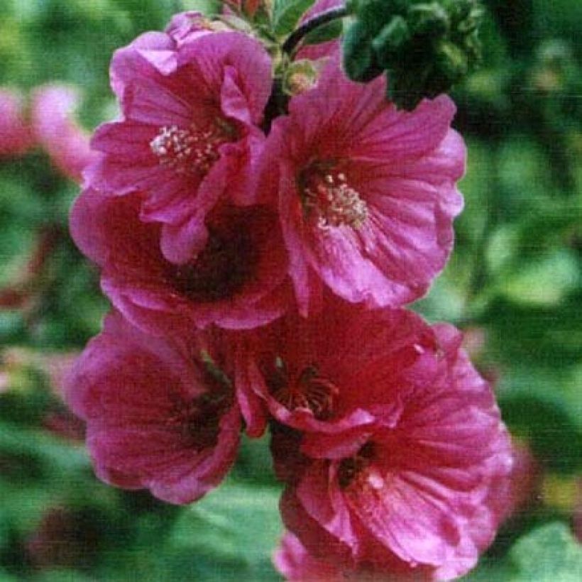 Lavatera Red Rum (Floración)