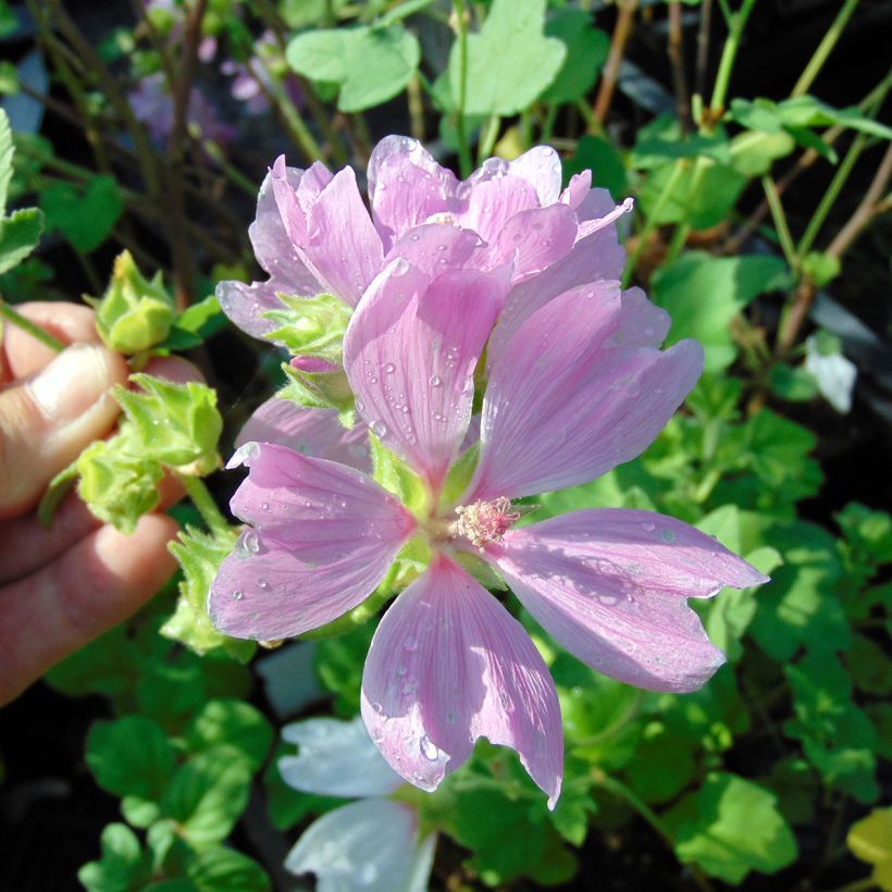 Lavatera Blushing Bride (Floración)