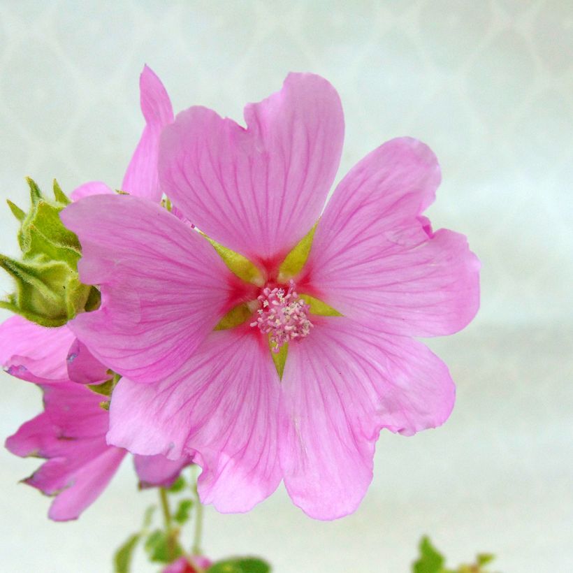 Lavatera Candy Floss (Floración)