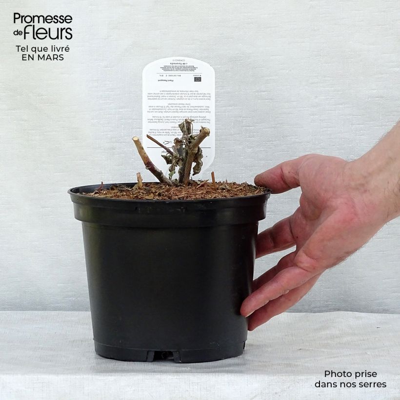 Lavatère thuringiaca Bredon Springs Pot de 2L/3L Ejemplar entregado en invierno