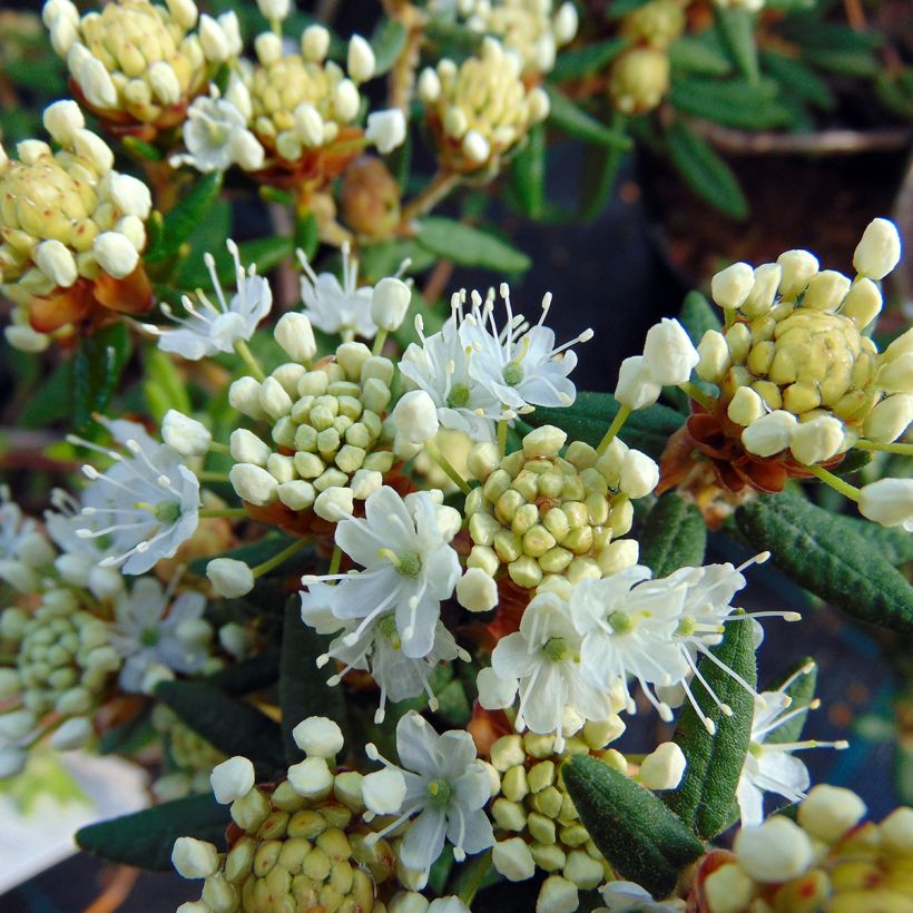 Ledum groenlandicum Helma (Floración)