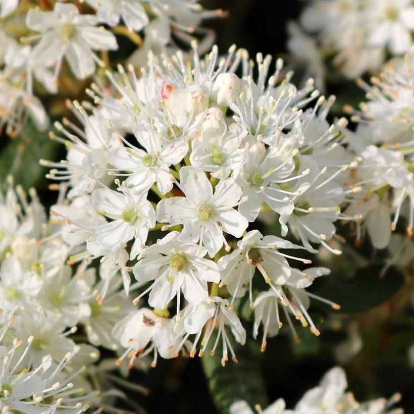 Ledum groenlandicum Compactum (Floración)