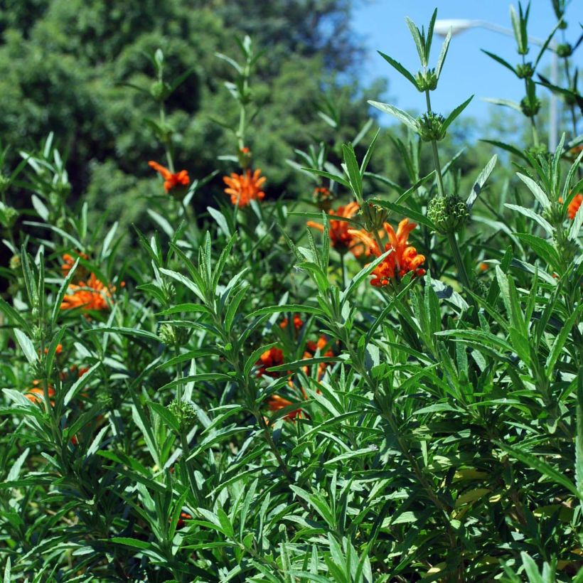 Leonotis leonurus - Oreja de león (Follaje)