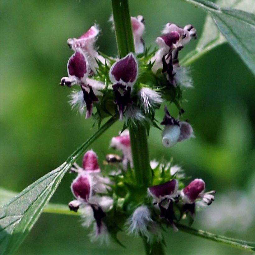 Leonurus cardiaca - Agripalma (Floración)