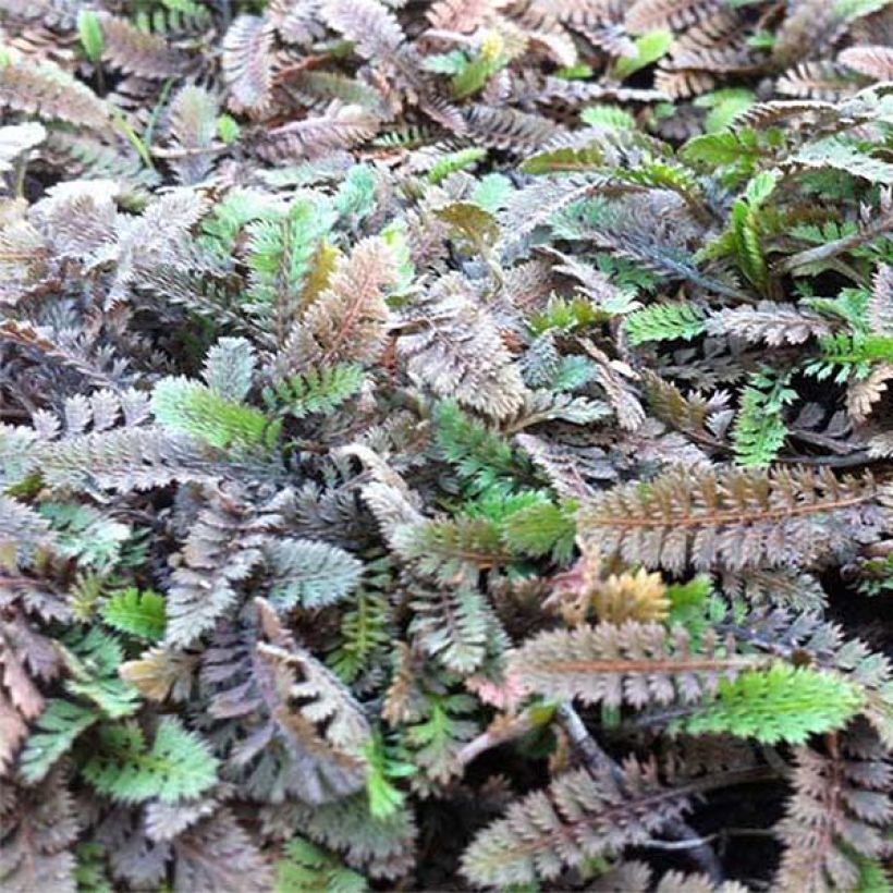 Leptinella potentillina (Follaje)