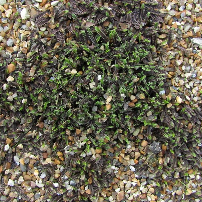 Leptinella squalida (Porte)