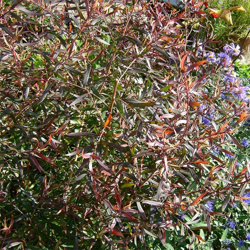 Leptospermum macrocarpum Copper Sheen (Follaje)