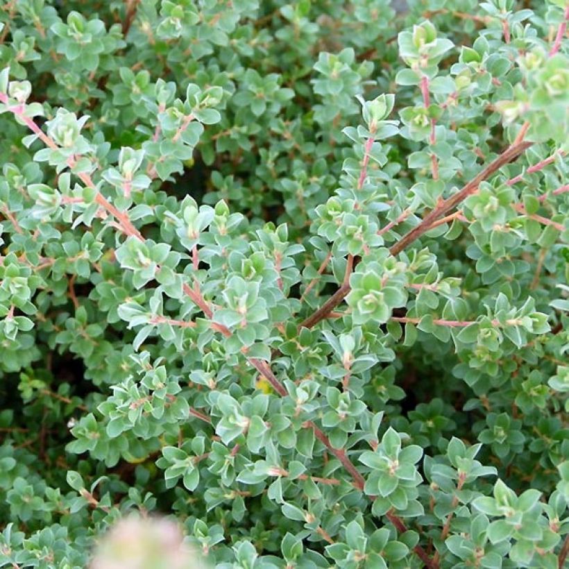 Leptospermum lanigerum Karo Silver Ice - árbol del té lanudo (Follaje)