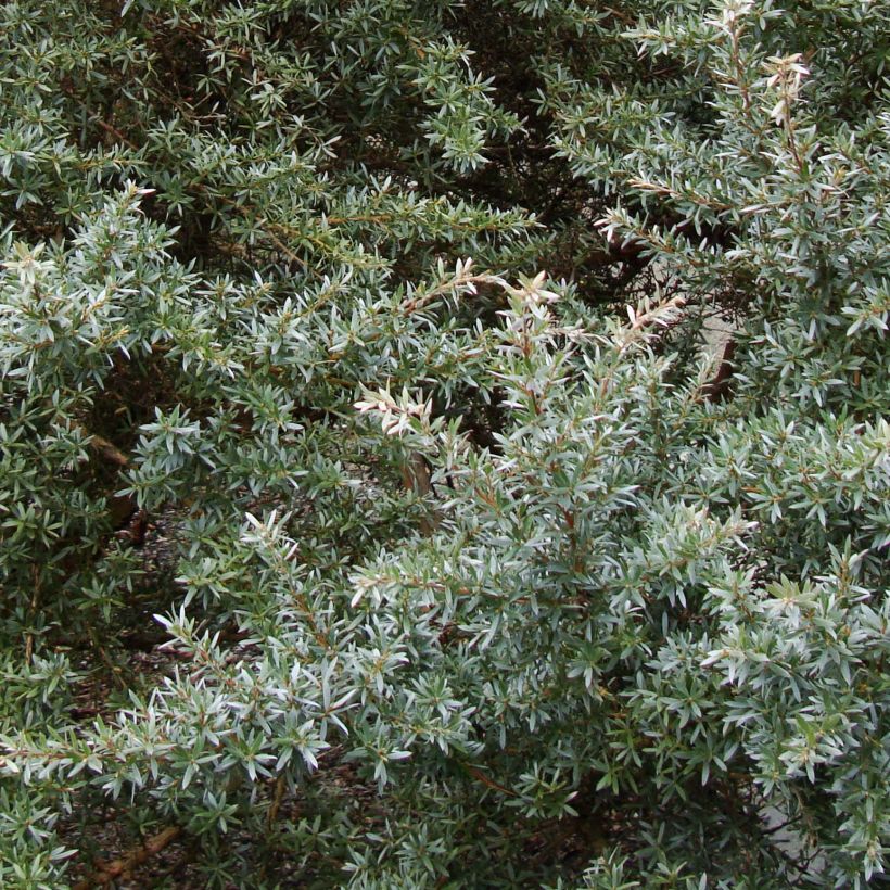 Leptospermum lanigerum Silver Sheen - árbol del té lanudo (Follaje)