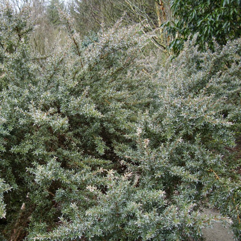 Leptospermum lanigerum Silver Sheen - árbol del té lanudo (Porte)