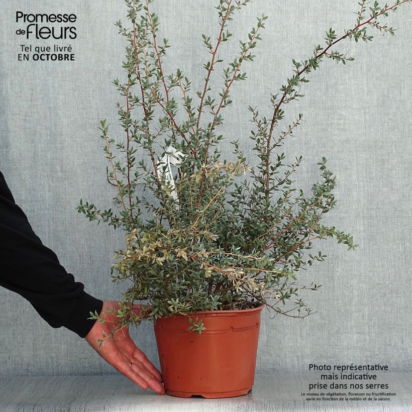 Ejemplar de Leptospermum Silver Sheen - Arbre à thé laineux Pot de 2L/3L entregado en otoño