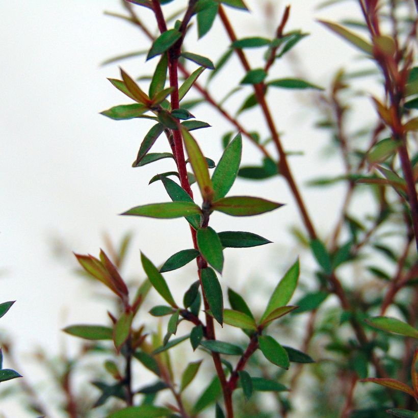 Leptospermum scoparium Wiri Kerry (Follaje)