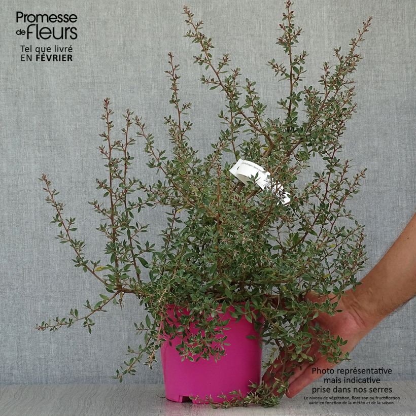 Ejemplar de Leptospermum lanigerum Mesmer Eyes - Arbre à thé Pot de 3L entregado en otoño