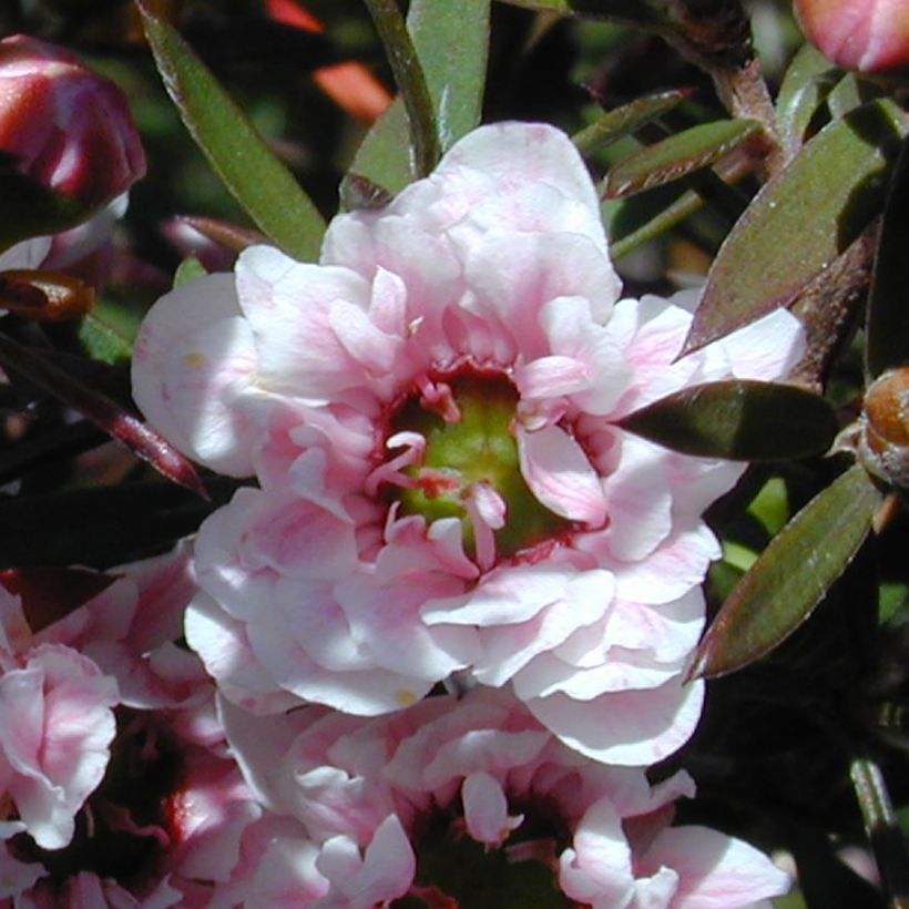 Leptospermum scoparium Apple blossom (Floración)