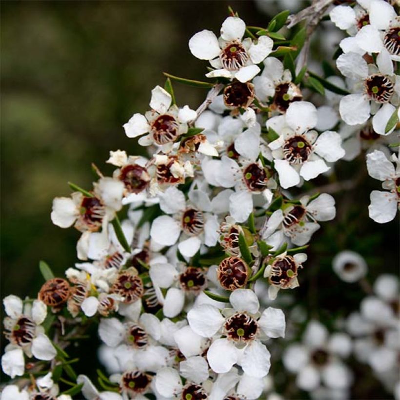 Leptospermum scoparium blanco (Floración)