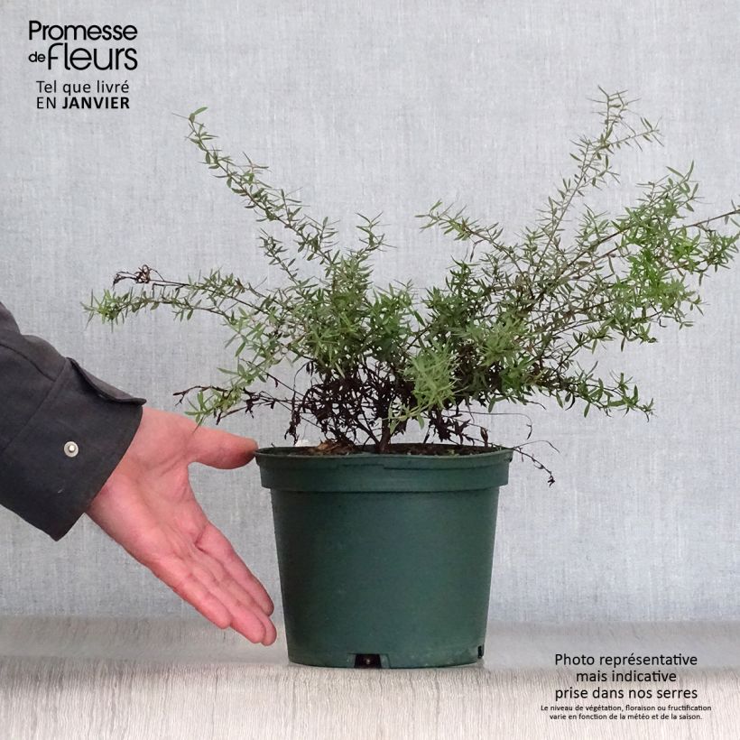 Leptospermum scoparium Blanc Pot de 2L/3L Ejemplar entregado en invierno