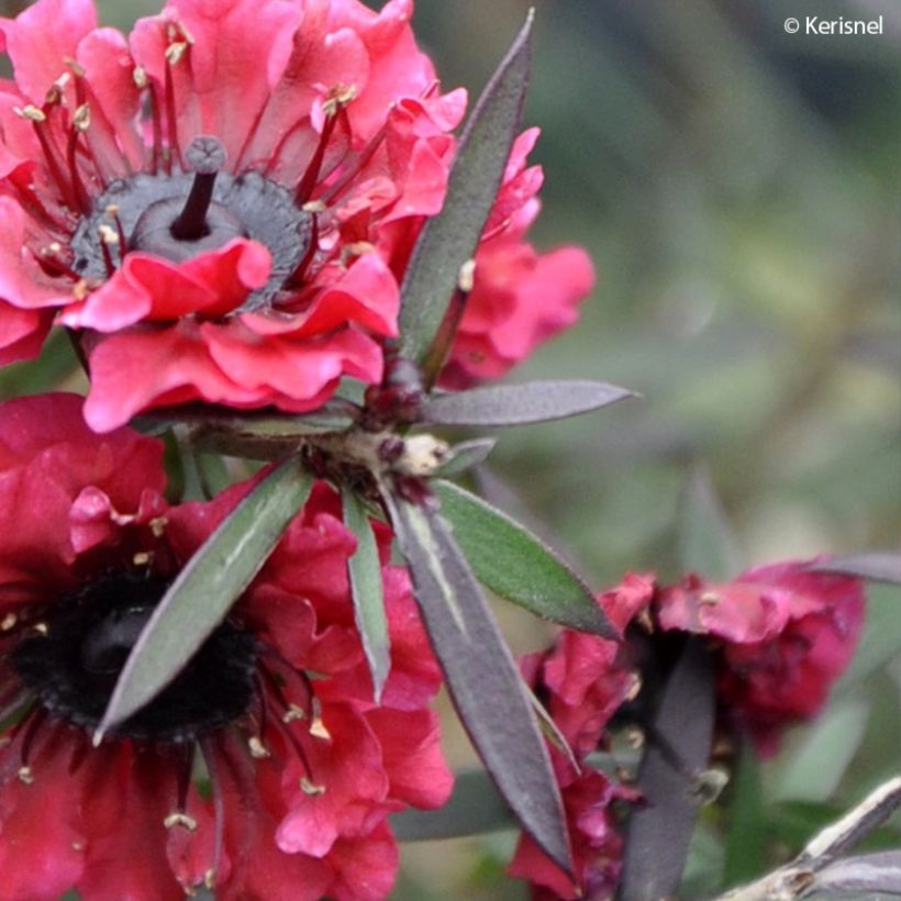 Leptospermum scoparium Crimson Glory (Follaje)