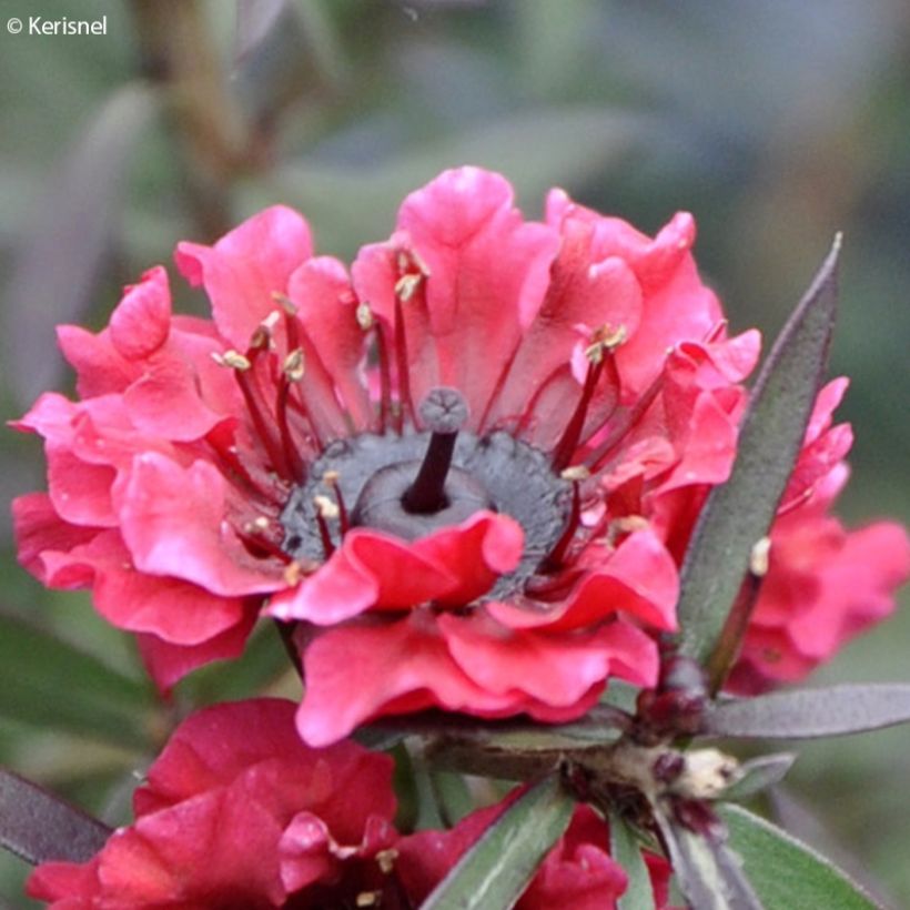 Leptospermum scoparium Crimson Glory (Floración)