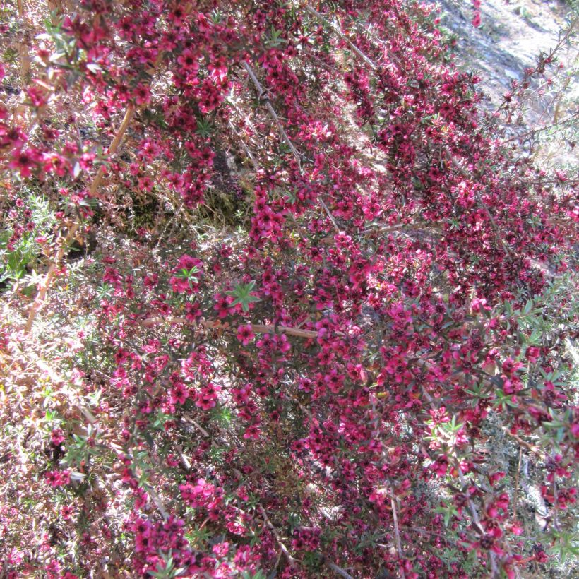 Leptospermum scoparium Jubilee (Floración)