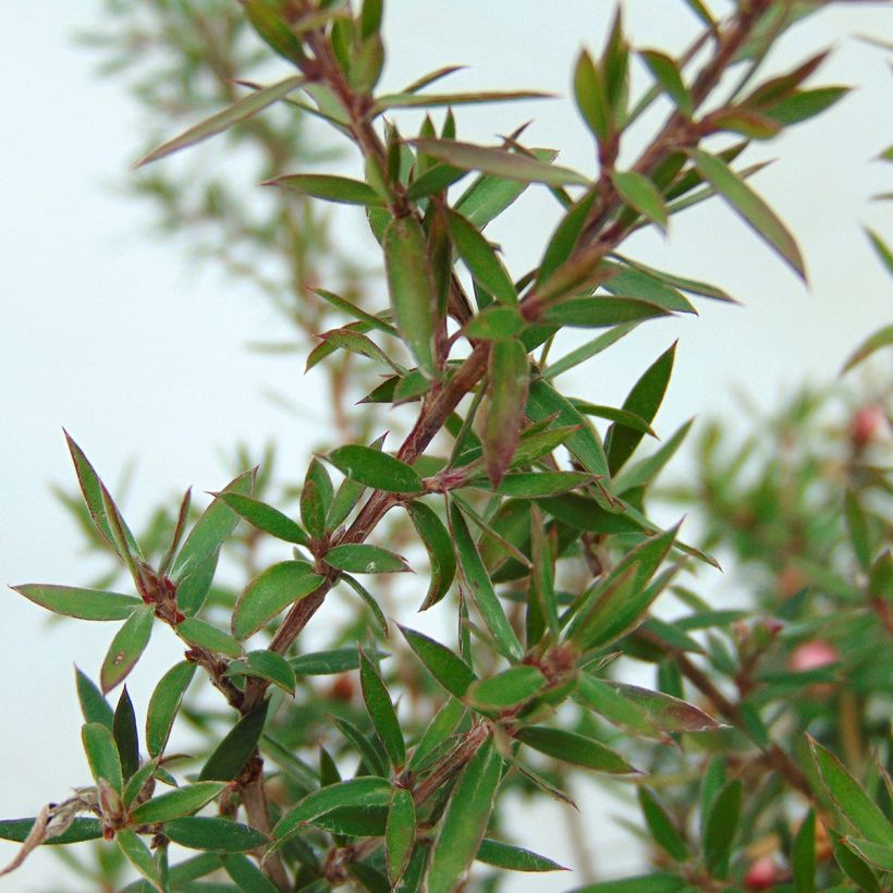 Leptospermum scoparium Jubilee (Follaje)