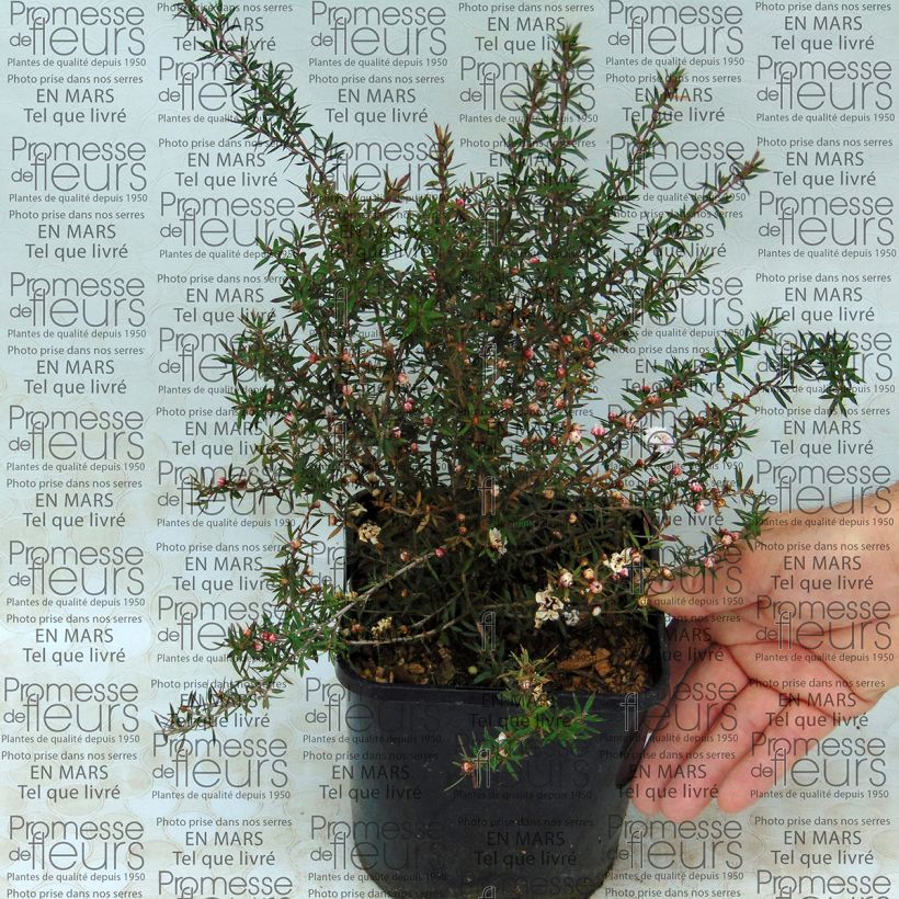 Ejemplo de ejemplar de Leptospermum scoparium Jubilee - Arbre à thé Pot de 2L/3L tal y como se entrega