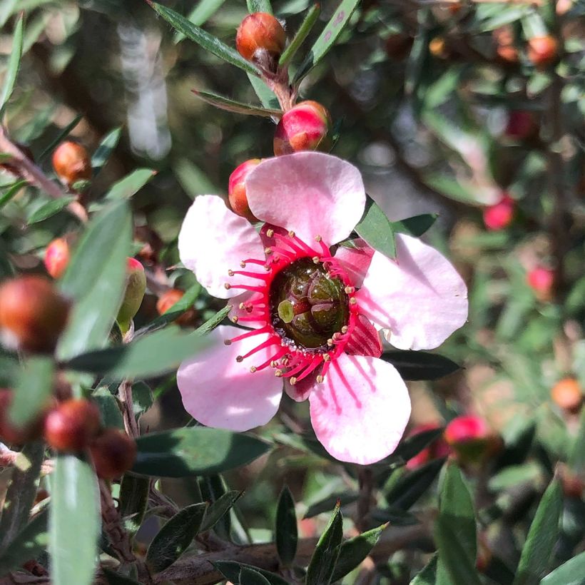 Leptospermum scoparium Martini (Floración)