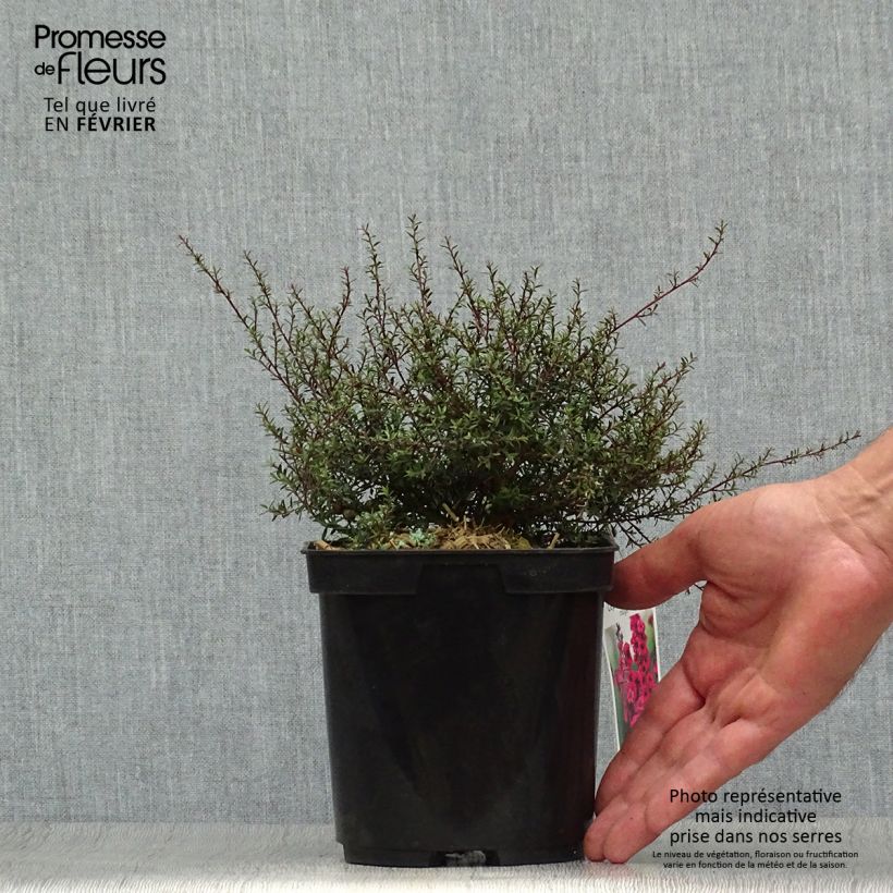 Ejemplar de Leptospermum scoparium Nanum Kiwi - Arbre à thé de Nouvelle-Zélande Pot de 2L entregado en otoño