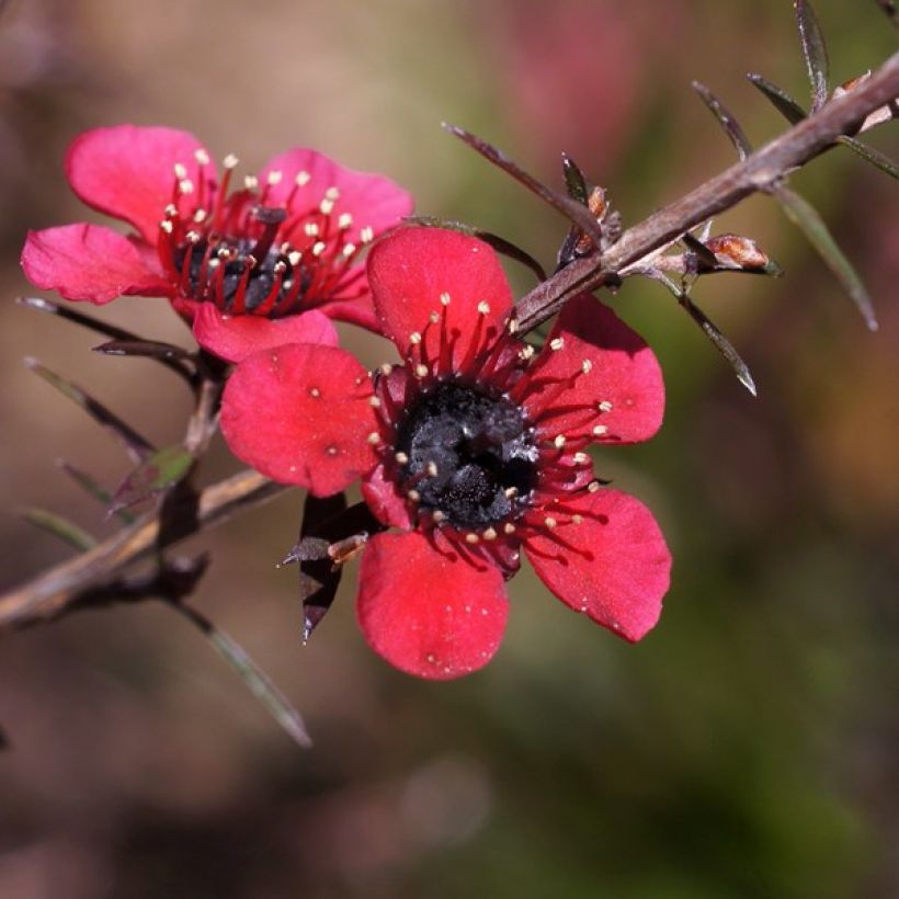 Leptospermum scoparium Nanum Kiwi (Floración)