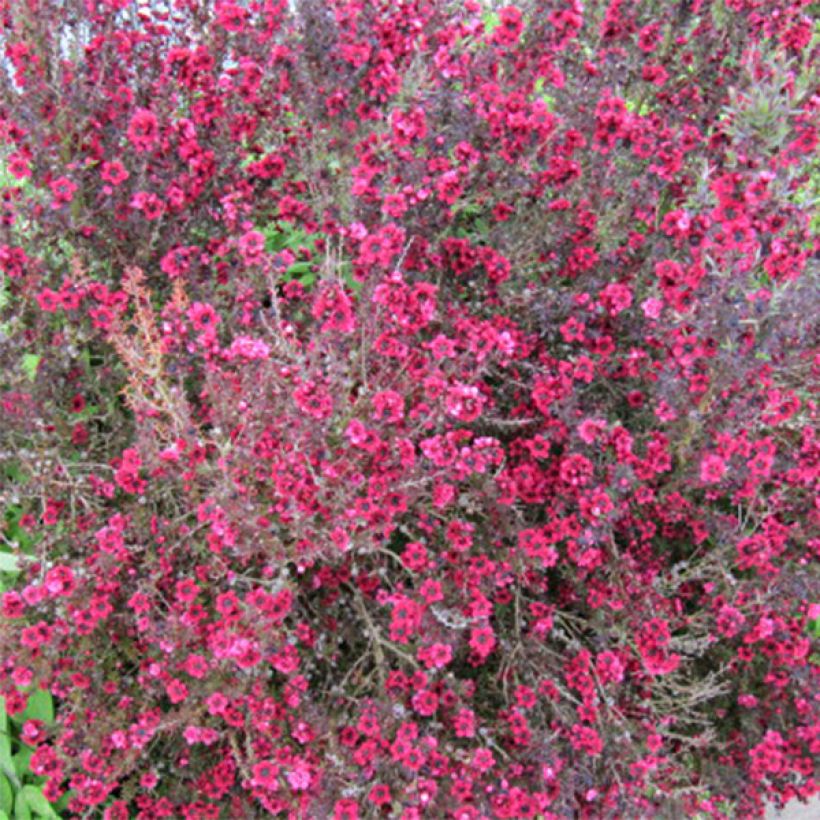 Leptospermum scoparium Red damask (Floración)