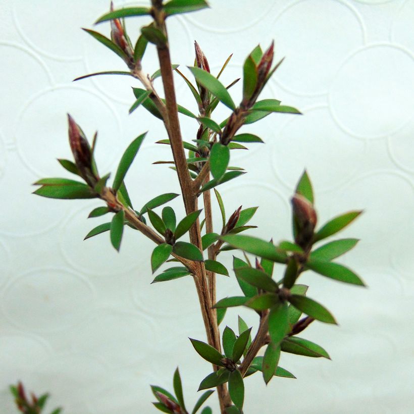 Leptospermum scoparium Red damask (Follaje)