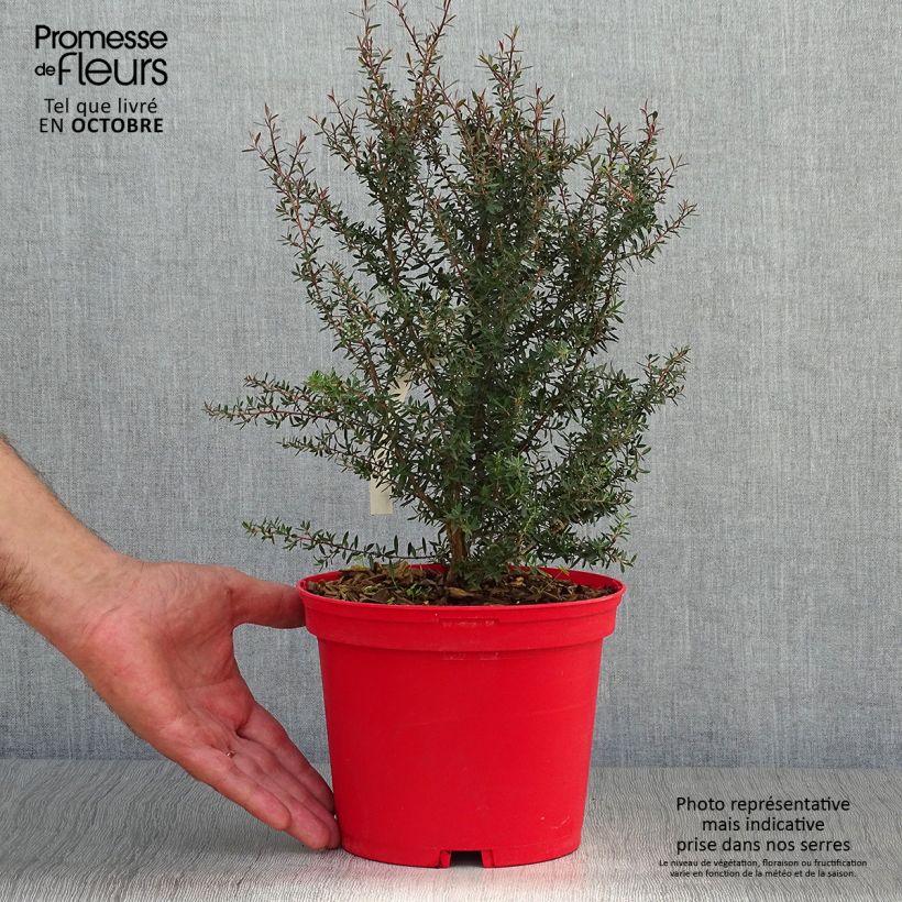 Ejemplar de Leptospermum scoparium Red damask - Arbre à thé Pot de 3L/4L entregado en otoño