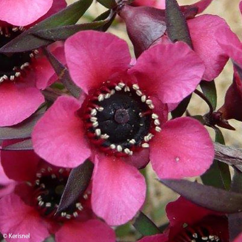 Leptospermum scoparium Red Falls (Floración)