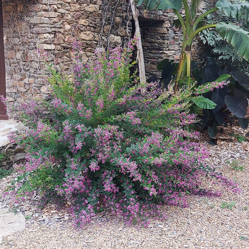 Lespedeza liukiuensis Little Volcano (Porte)