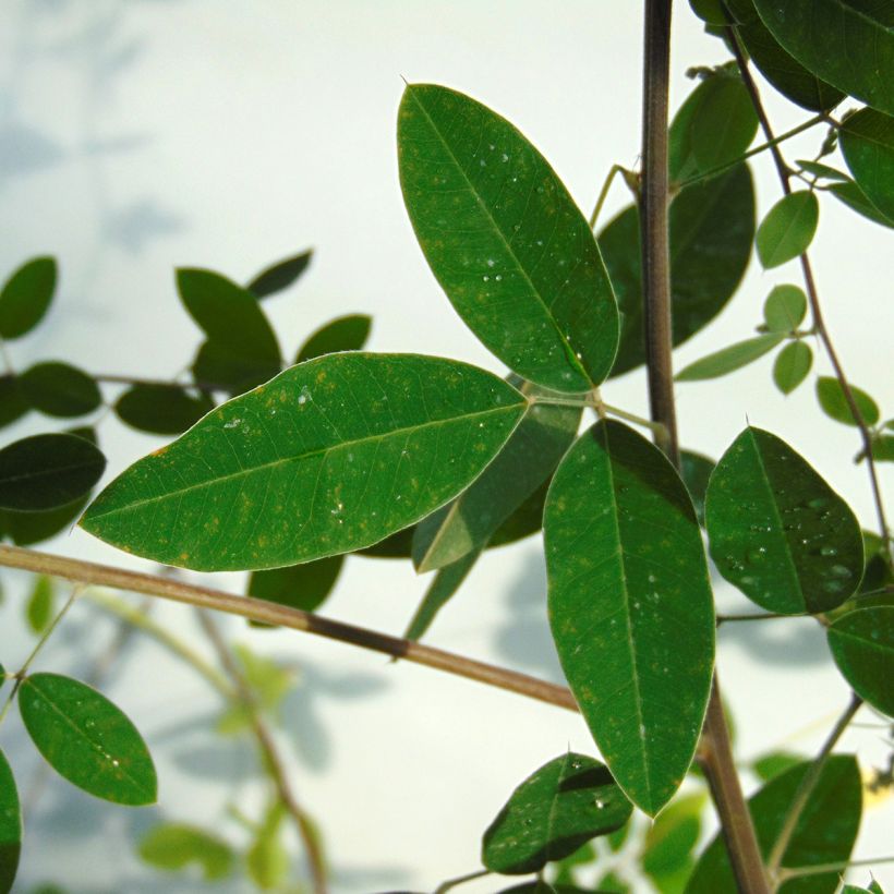 Lespedeza thunbergii (Follaje)