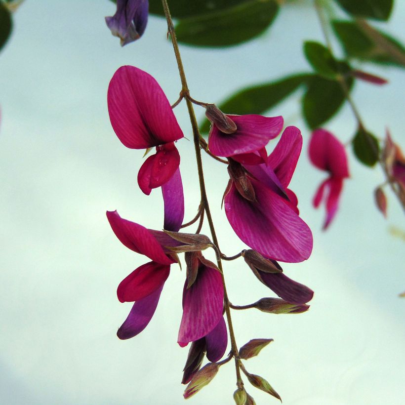 Lespedeza thunbergii (Floración)