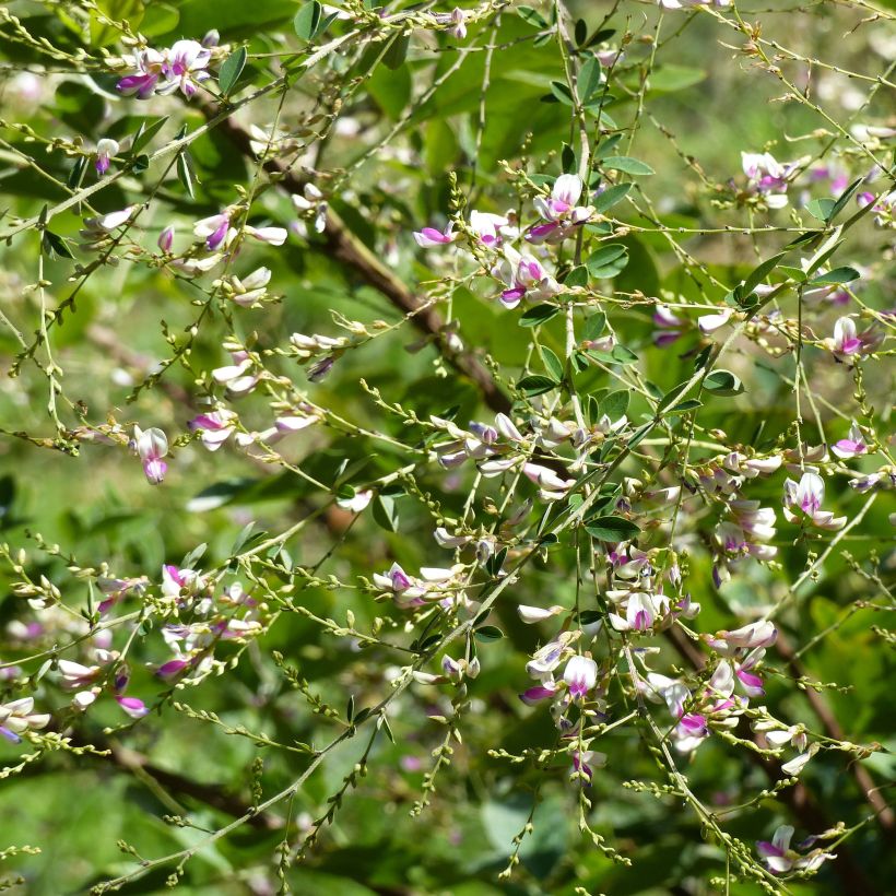 Lespedeza thunbergii Edo-Shibori (Floración)