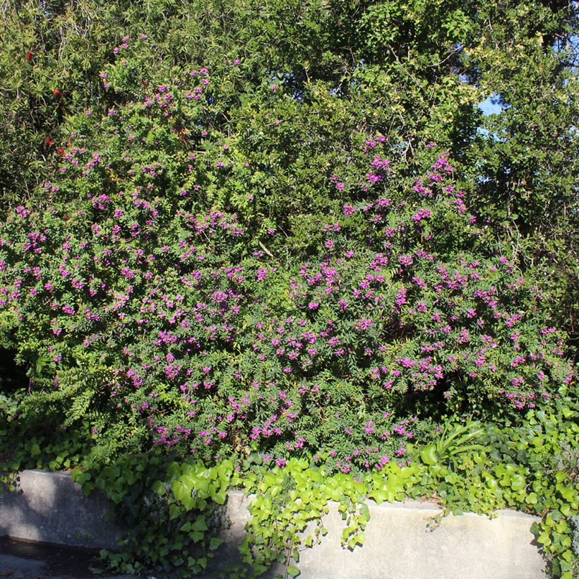 Lespedeza thunbergii (Porte)